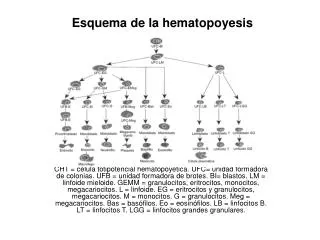 esquema de la hematopoyesis