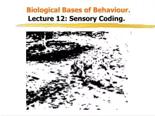biological bases of behaviour lecture 12 sensory coding