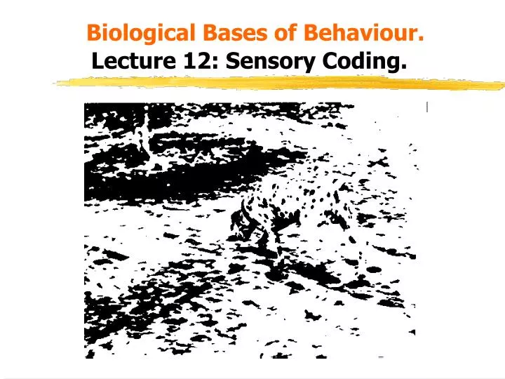 biological bases of behaviour lecture 12 sensory coding