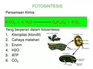 fotosintesis