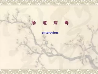 enterovirus