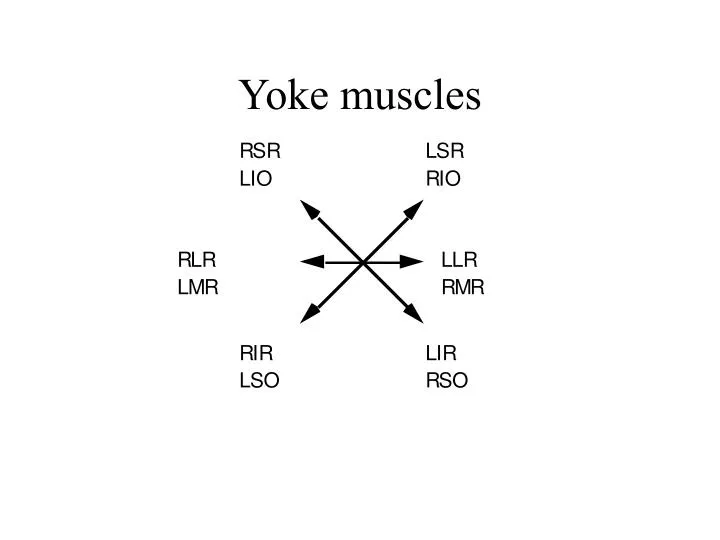 yoke muscles