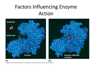 Factors Influencing Enzyme Action