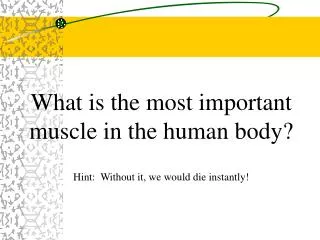 What is the most important muscle in the human body? Hint: Without it, we would die instantly!