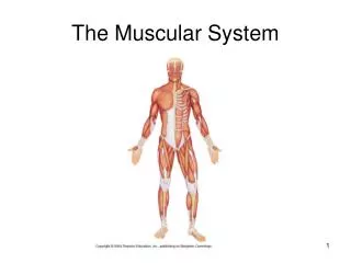 the muscular system