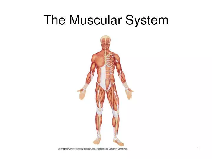 the muscular system