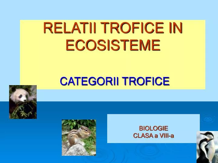 relatii trofice in ecosisteme categorii trofice