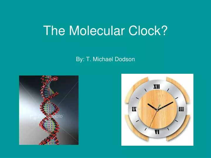 the molecular clock