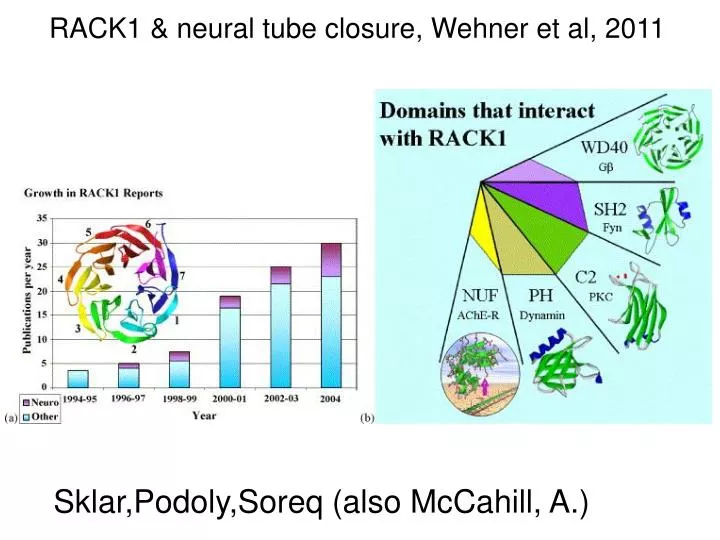 rack1 neural tube closure wehner et al 2011