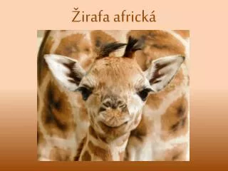 irafa africk