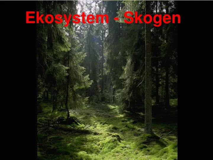 ekosystem skogen