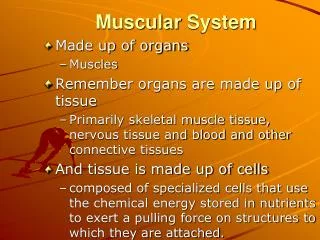 Muscular System