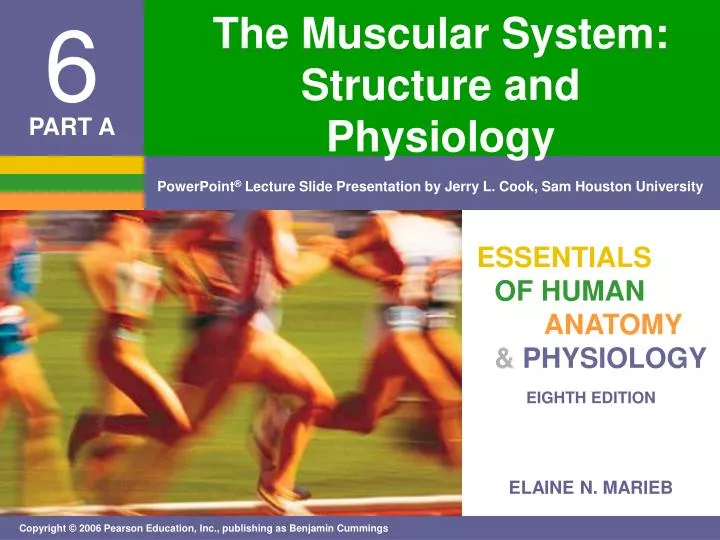 the muscular system structure and physiology