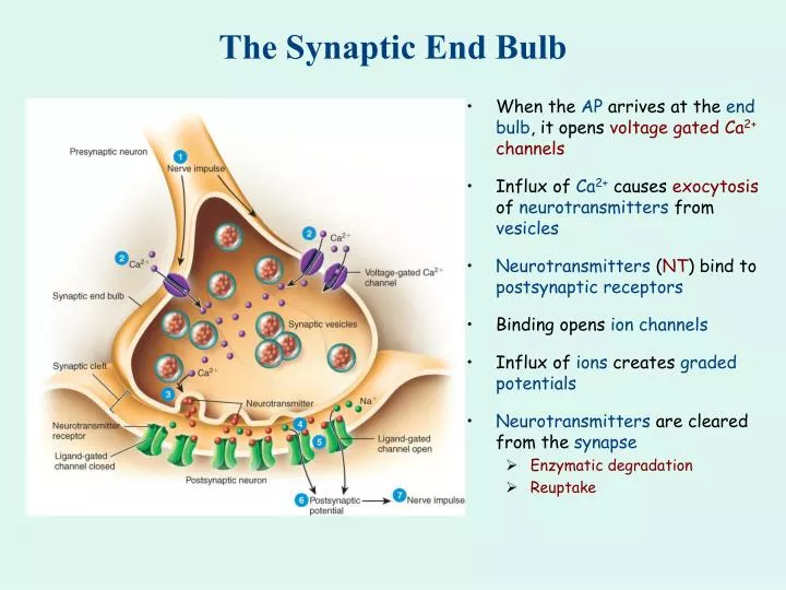 the synaptic end bulb