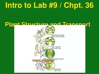 Intro to Lab #9 / Chpt. 36 	 Plant Structure and Transport 		 pg. 744 - 753