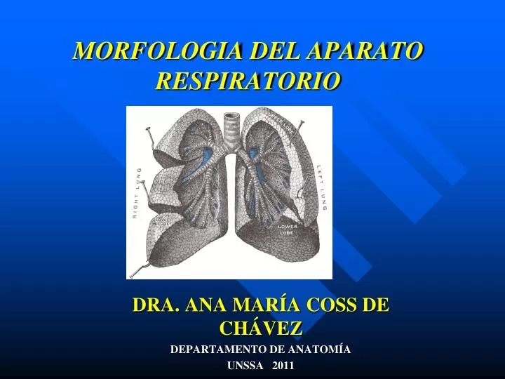 morfologia del aparato respiratorio