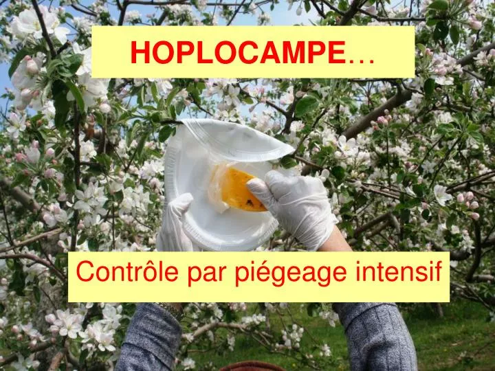 hoplocampe