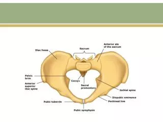 Pelvic Organ Prolapse (POP) Herniation of the pelvic organs to or beyond the vaginal walls
