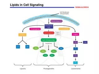 Lipids in Cell Signaling