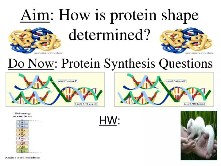 aim how is protein shape determined