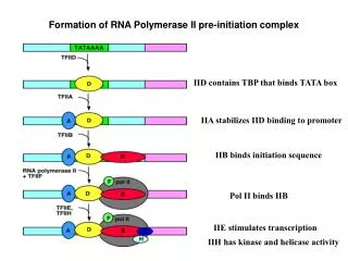 Formation of RNA Polymerase II pre-initiation complex