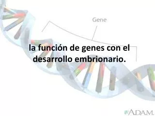 la función de genes con el desarrollo embrionario.