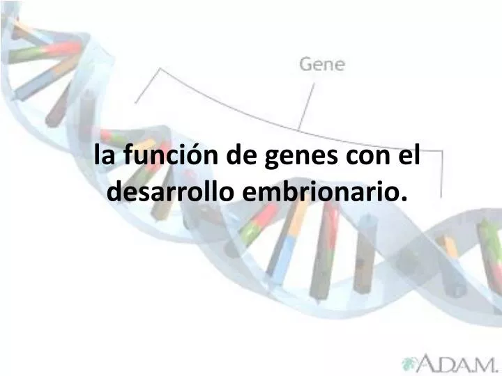 la funci n de genes con el desarrollo embrionario