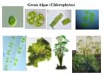 Green Algae (Chlorophytes) - slide 1