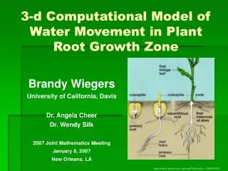 3-d Computational Model of Water Movement in Plant Root Growth Zone