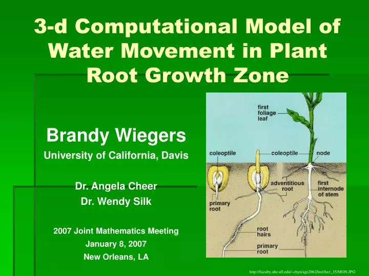 3 d computational model of water movement in plant root growth zone