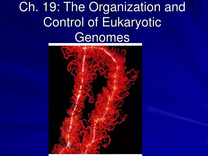 ch 19 the organization and control of eukaryotic genomes