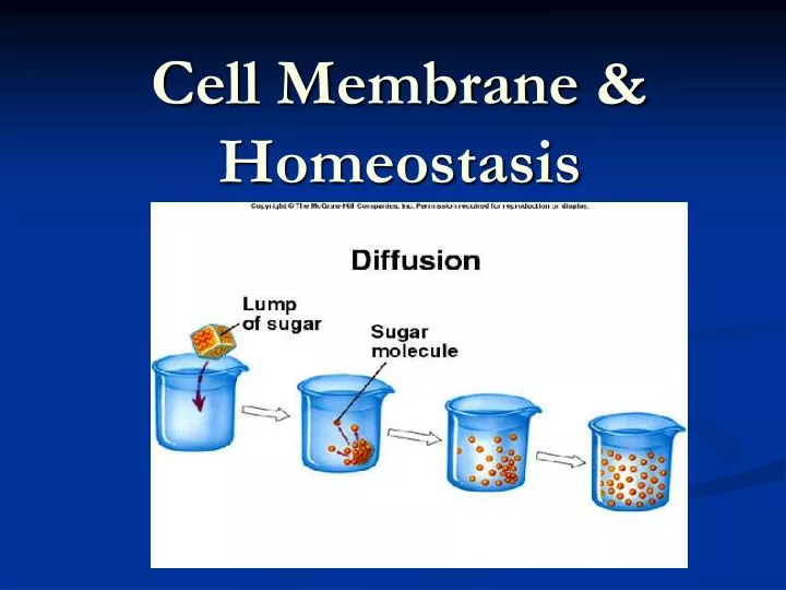 cell membrane homeostasis