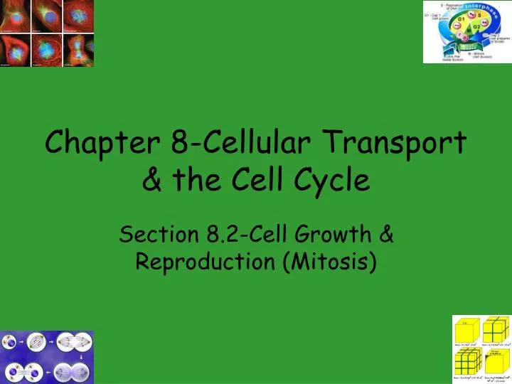 chapter 8 cellular transport the cell cycle