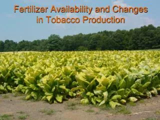 Fertilizer Availability and Changes in Tobacco Production