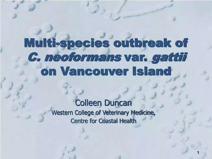 multi species outbreak of c neoformans var gattii on vancouver island