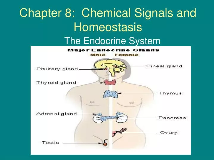 chapter 8 chemical signals and homeostasis