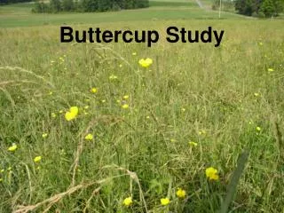 Buttercup Study