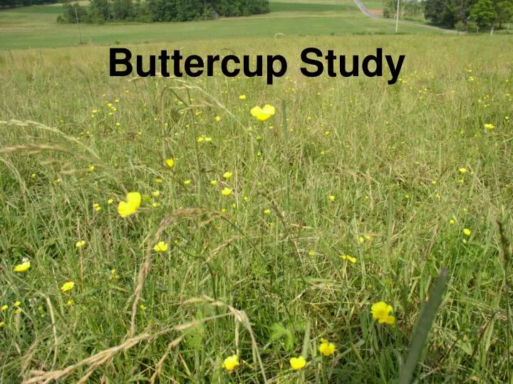 buttercup study