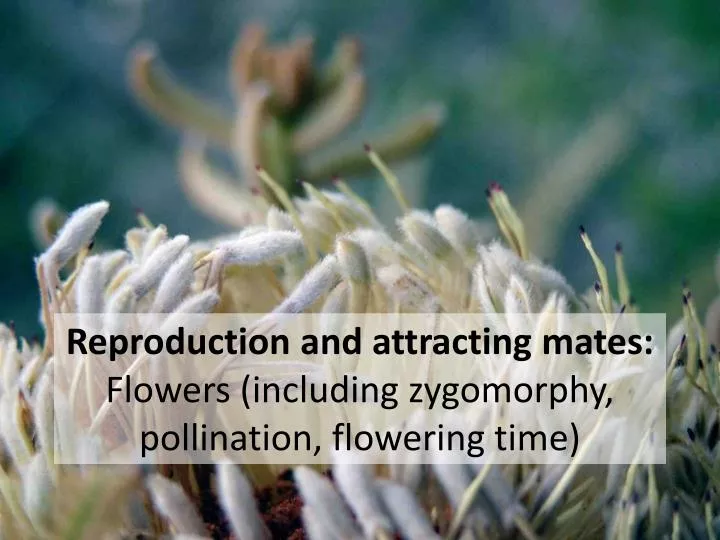 reproduction and attracting mates flowers including zygomorphy pollination flowering time