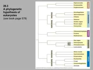 28.3 A phylogenetic hypothesis of eukaryotes (see book page 578)
