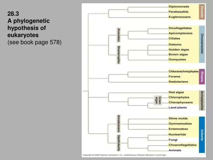 28 3 a phylogenetic hypothesis of eukaryotes see book page 578