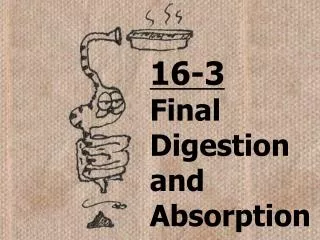 16-3 Final Digestion and Absorption