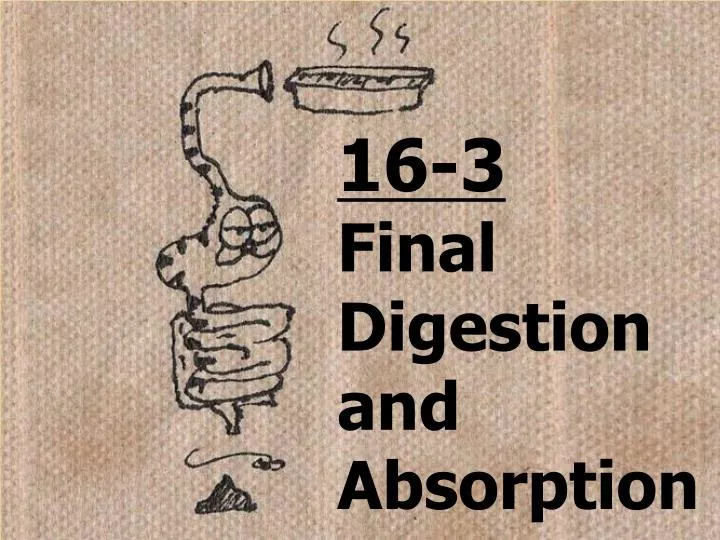 16 3 final digestion and absorption