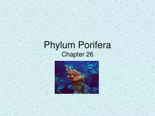 Phylum Porifera Chapter 26
