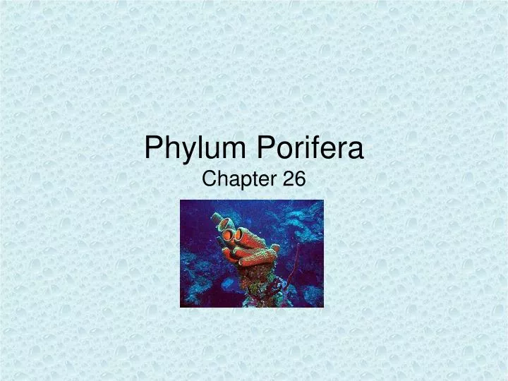 phylum porifera chapter 26