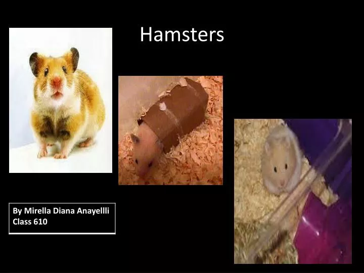 PPT - All About Hamsters PowerPoint Presentation, free download - ID:108105