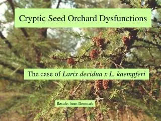 Cryptic Seed Orchard Dysfunctions