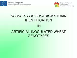 RESULTS FOR FUSARIUM STRAIN IDENTIFICATION IN ARTIFICIAL-INOCULATED WHEAT GENOTYPES