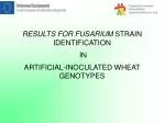 RESULTS FOR FUSARIUM STRAIN IDENTIFICATION IN ARTIFICIAL-INOCULATED WHEAT GENOTYPES - slide 1