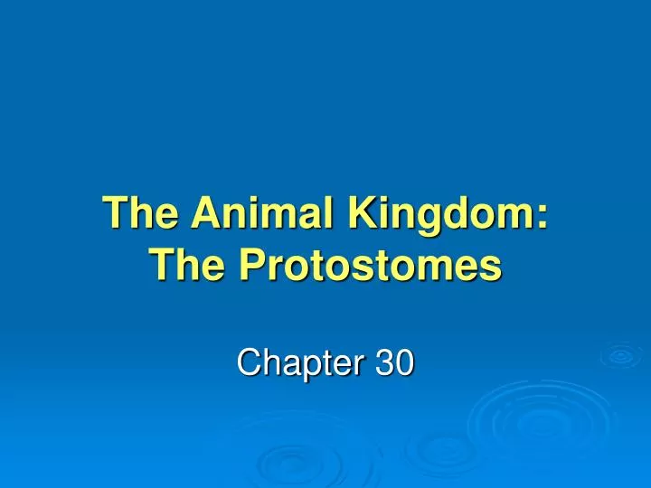 the animal kingdom the protostomes